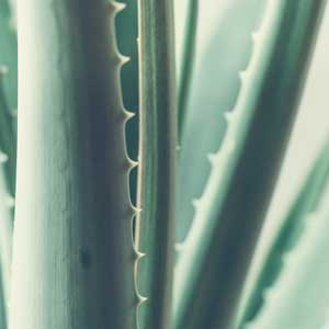 Aloe Vera dans Bebio