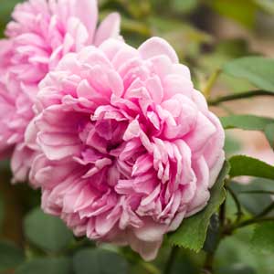 Eau Florale de Rose Centifolia dans Bebio